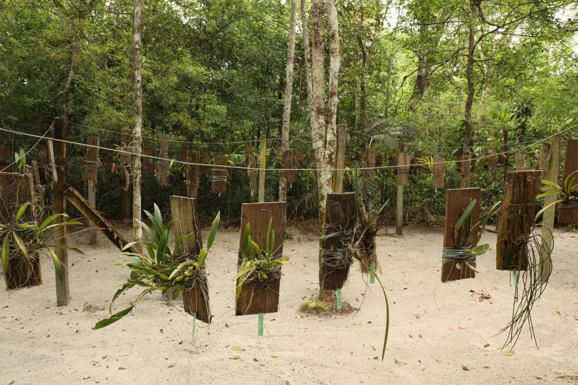 Amazon Ecopark Jungle Lodge Manaus Esterno foto
